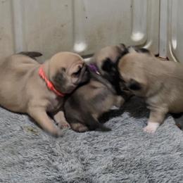 Girl 2 - Fawn female Pug puppy in Rutherfordton, North Carolina from Sweetie Pie Pugs