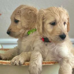 Goldendoodle Puppies from FURever Goldendoodles