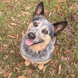 Australian Cattle Dogs from Michaela Ebarb
