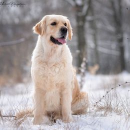 Lolo - Golden Retriever