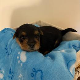 Bentley - Black and tan male Yorkshire Terrier puppy in Beulaville, North Carolina from Sunset Ranch