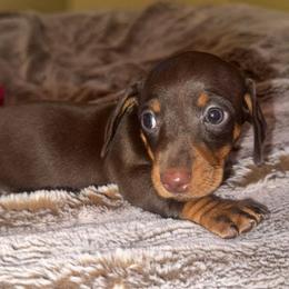 Solid choc Female - Chocolate and tan female Dachshund puppy in Woodward, Oklahoma from Oklahoma AKC Miniature Dachshunds