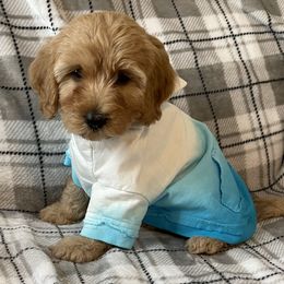 Goldendoodle and Poodle Puppies from Duffey’s IncrediDoodles