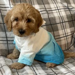 Goldendoodle and Poodle Puppies from Duffey’s IncrediDoodles