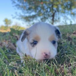Pearl - Blue merle female Miniature Australian Shepherd puppy in California, Kentucky from Sonlight Ridge Aussies