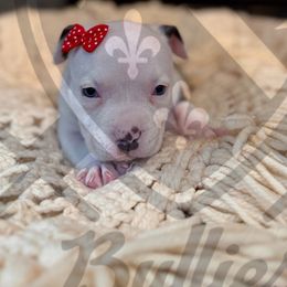 Willow - American Bully puppy from Bosnian Royal Bullies