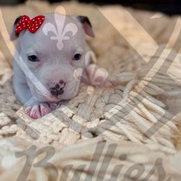 Willow - American Bully puppy from Bosnian Royal Bullies