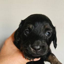 NICK - Black and cream male Dachshund puppy in El Paso, Texas from Mells Weenies