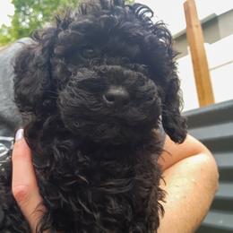 Pepper - Black female Cavapoo puppy in West Jordan, Utah from Ruby's Cavapoos