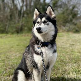 Katana - Siberian Husky