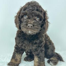Purple collar girl - Brown and tan female Cockapoo puppy in Oologah, Oklahoma from Timber Hills Poodles and Doodles
