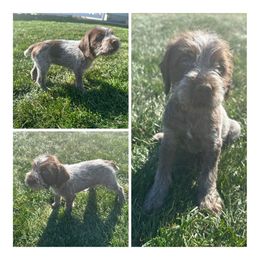 Pippin - Wirehaired Pointing Griffon puppy in Jerome, Idaho from Double R Griffons