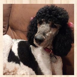 Liberty - Poodle