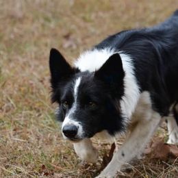 Border Collies from Angela's Border Collies