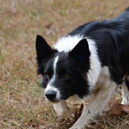 Border Collies from Angela's Border Collies