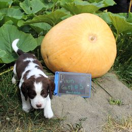 Girl 5 - Liver and white female English Springer Spaniel puppy in Bremerton, Washington from Huntin' Buddies