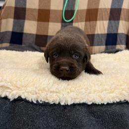 Turquoise - Chocolate male Labrador Retriever puppy in Middleton, New Hampshire from Tag Hollow