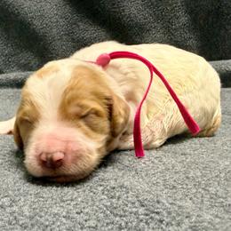 Fushia - Parti female Goldendoodle puppy in Celina, Texas from Kennedy Doodles