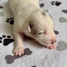 Snow - White and seal female Border Collie puppy in Rickman, Tennessee from Roaring River Border Collies