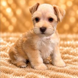 Duke - Liver male Miniature Schnauzer puppy in Silsbee, Texas from Kisses cuddles and snuggles