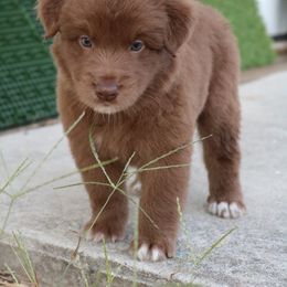 Australian Shepherd Puppies from Kiki's Aussies