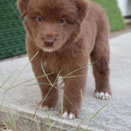 Australian Shepherd Puppies from Kiki's Aussies