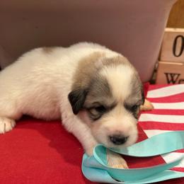 Miss Aqua - White and badger female Great Pyrenees puppy in Idaho from Portneuf Range Pyrenees