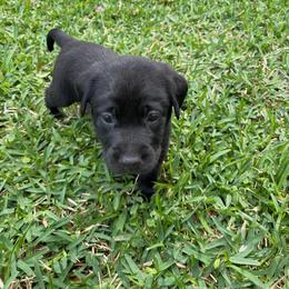 Boy 2 - Black Labrador Retriever puppy in Houston, Texas from Bahrking Heights Labradors