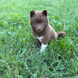 Girl 2 - Red and white female Siberian Husky puppy in Jonesborough, Tennessee from Dry Creek Siberians