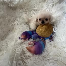 Buttons - Cream male Pekingese puppy in Philadelphia, Pennsylvania from Pekingese pups