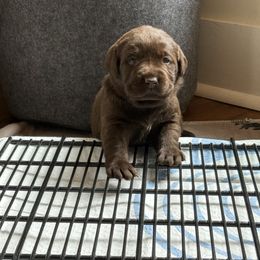 Labrador Retriever Puppies from Hillstone Labradors