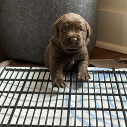 Labrador Retriever Puppies from Hillstone Labradors