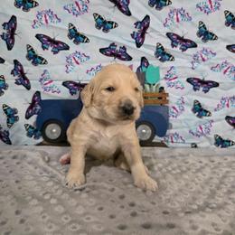 Dakota - Apricot female Labradoodle puppy in Weatherford, Texas from Oodles of poodles and doodles