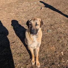 Butch - Anatolian Shepherd Dog