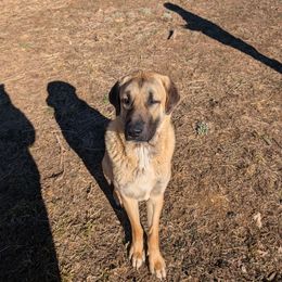 Butch - Anatolian Shepherd Dog