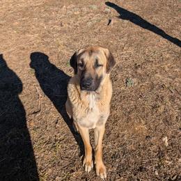 Butch - Anatolian Shepherd Dog