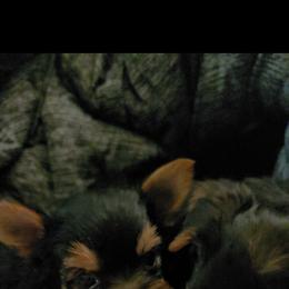 Girl 2 - Black and gold female Yorkshire Terrier puppy in Gilbert, Arizona from Yorkie Your Soulmate Puppy