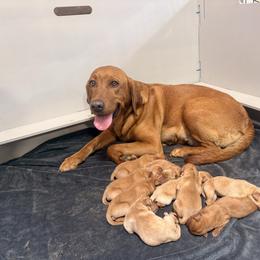 Girl 6 - Yellow female Labrador Retriever puppy in Potosi, Wisconsin from Point and Flush Gun Dogs