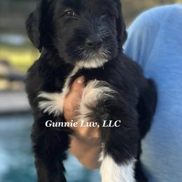 Schnoodle Puppies from Gunnie Luv, LLC