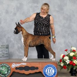 Dolv (pronounced 'Dōl-uh') - Boxer