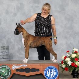Dolv (pronounced 'Dōl-uh') - Boxer