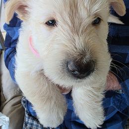 Scottish Terrier puppies from Scottie Love