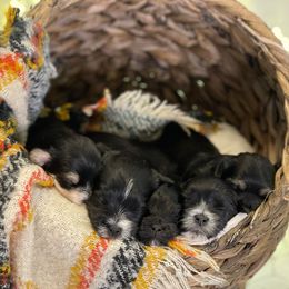 Companion Crosses, Maltese, and Silky Terriers from Silky Malti Puppies