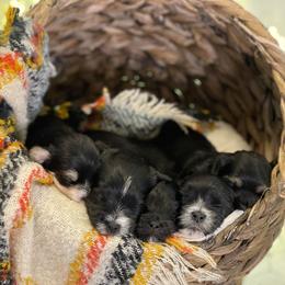 Companion Crosses, Maltese, and Silky Terriers from Silky Malti Puppies