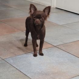 Lady - Chocolate female Chihuahua puppy in El Paso, Texas from JVJ Chihuahua
