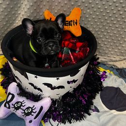 Jack (green collar) - French Bulldog puppy from K&J Frenchies