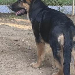 German Shepherds from Finley’s Premium Shepherds