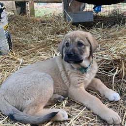 Hulk - Anatolian Shepherd Dog puppy in Berkeley County, West Virginia from Reich Anatolians and Friends
