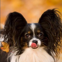 Papillons from Noble's Papillons