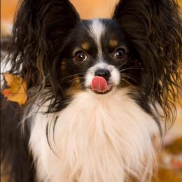 Papillons from Noble's Papillons